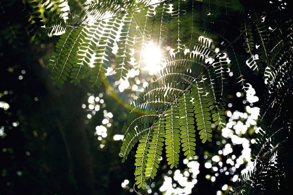 Vitamin D: Benefits and principal Properties